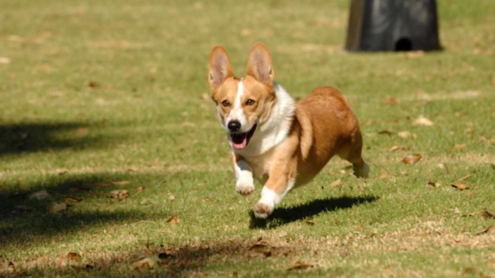 Taş Devri'nin mağara adamı Dino, neşeli ve komik anlar yaşatıyor