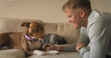 Minik dostlar yalnızlıktan kurtuluyor, sahipleri güvende