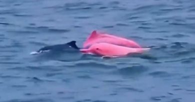 Pembe yunuslar, Ege'ye renk kattı, Karaburun'da sevinç
