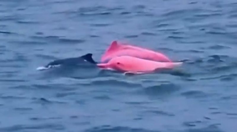 Pembe yunuslar, Ege'ye renk kattı, Karaburun'da sevinç