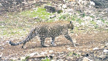 Vapur çayı biterse, İstanbul'a veda mı demektir?