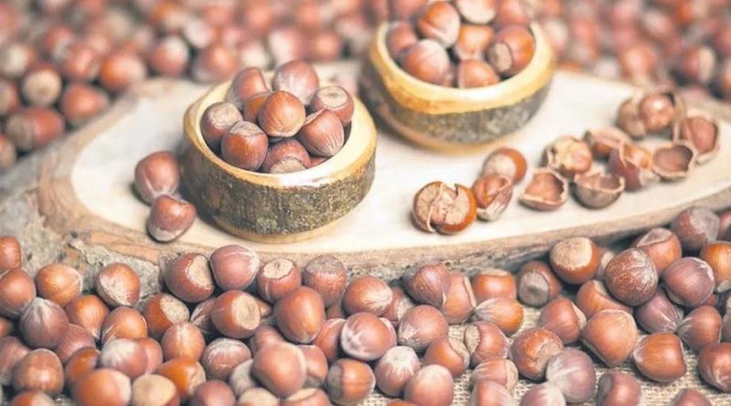 Uygur destanlarından sofralara, fındık lezzeti bin yıllık