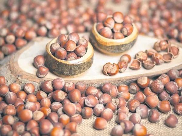 Uygur destanlarından sofralara, fındık lezzeti bin yıllık