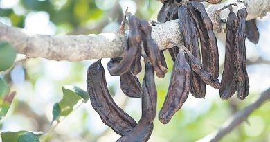 Doğadan gelen tatlılık, geçmişten günümüze sağlık