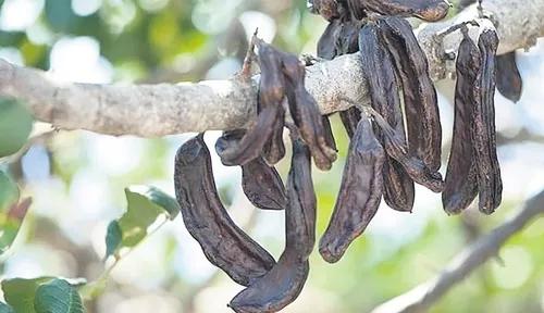 Doğadan gelen tatlılık, geçmişten günümüze şifa