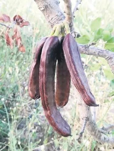 Doğadan gelen tatlı şifa, geçmişten bugüne bereket