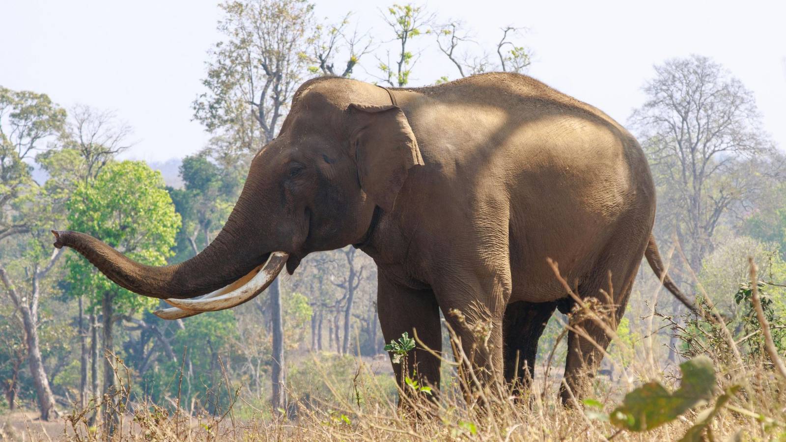 Korku Jharkhand'ta, vahşi fil dehşeti sürüyor