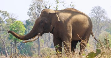 Korku Jharkhand'ta: Vahşi fil dehşeti, hayatlar söndü