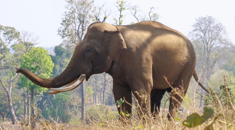 Korku Jharkhand'ta: Vahşi fil dehşeti, hayatlar söndü
