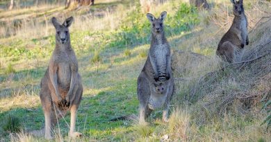 Kangurularla bisikletçiler arasında beklenmedik, hızlı ve sert bir karşılaşma
