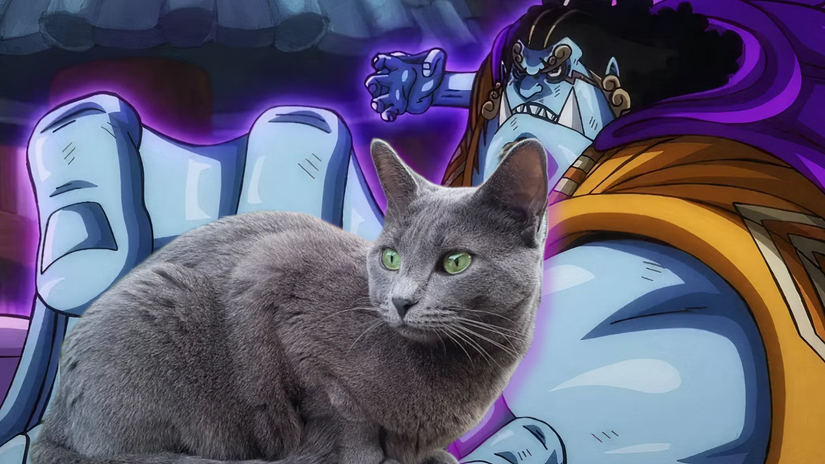 Cesur maceraperestler, her birine yakışan kedi ırkları!