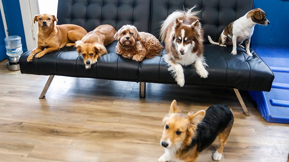 Minik dostlara sıcak bir dokunuş, akıllı bir arkadaş