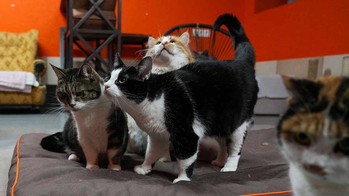 Minik dostlara sıcak bir dokunuş, yapay zeka ile