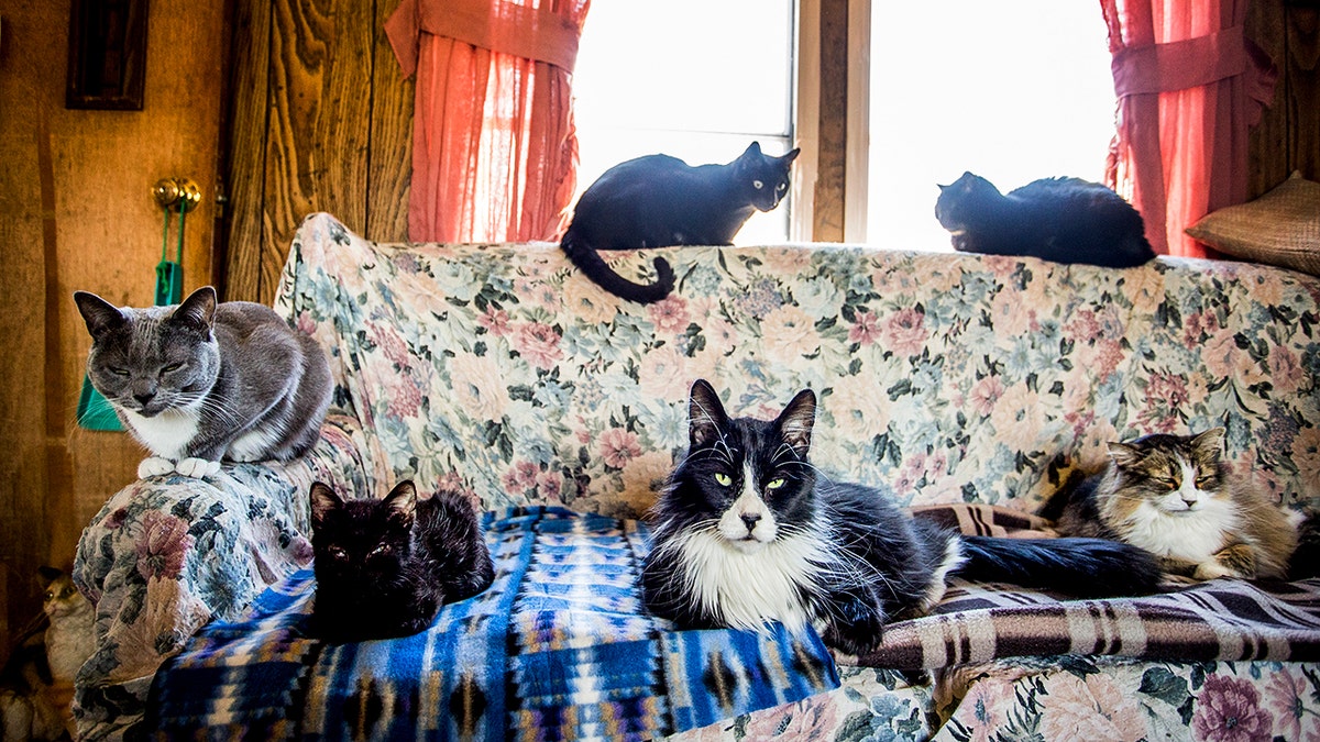 Yalnızca dostluk, oyun ve sevgi dolu bir robot arkadaş