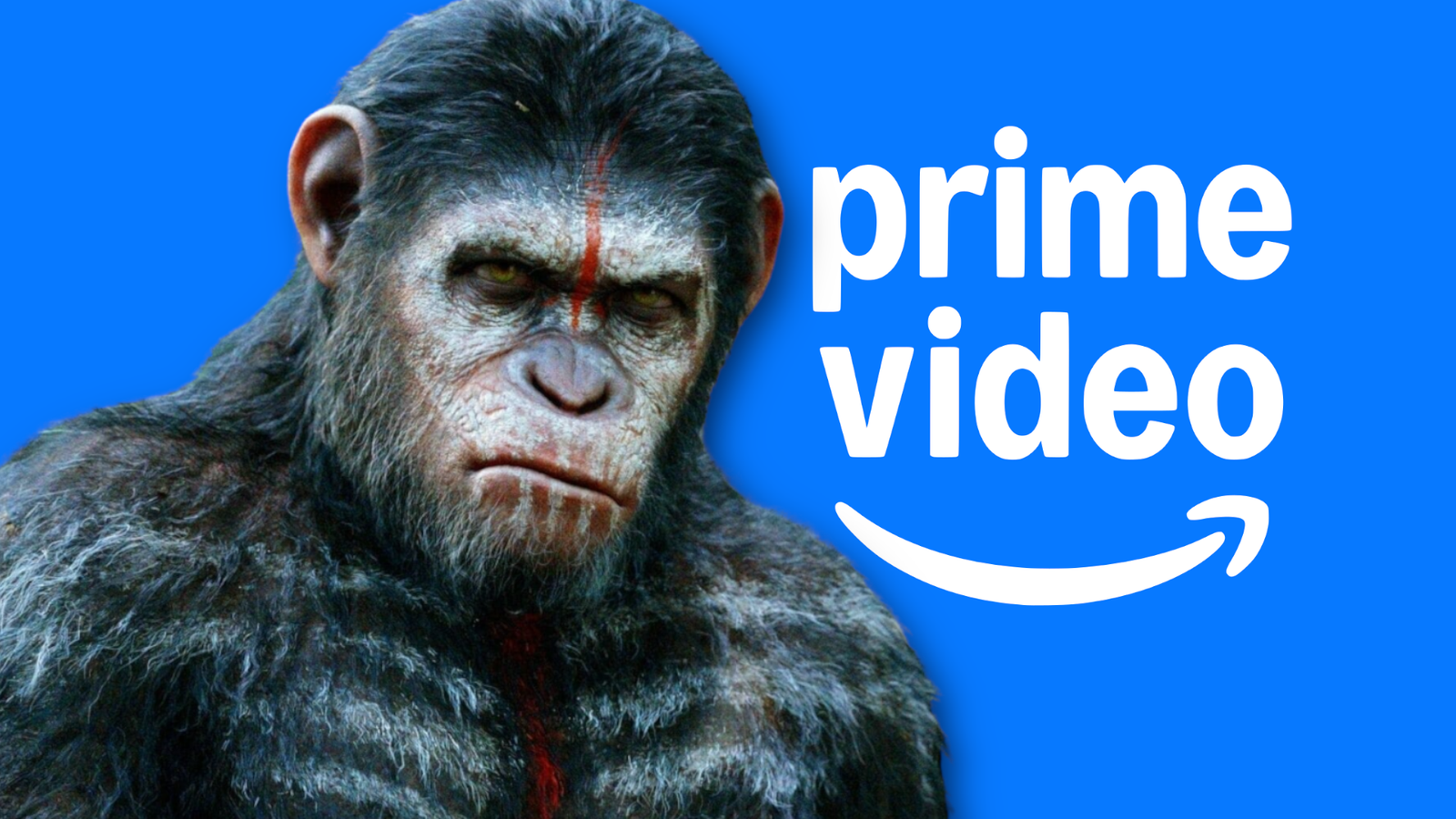 Melez bir şempanze, insan hayatına uyum sağlamaya çalışıyor