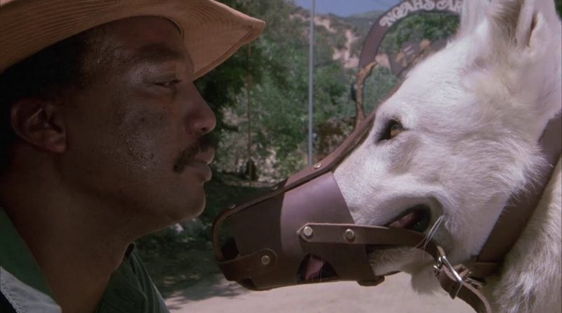 Köpek, ırkçılık, sessizlik ve unutulmuş bir film