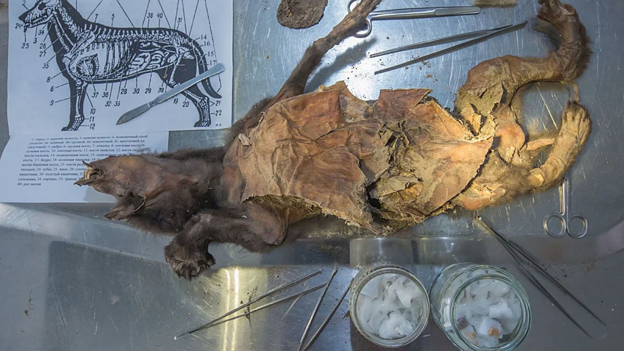 Buzul Çağı sırrı, kurt midesindeki gergedan kalıntısıyla gün yüzüne çıktı