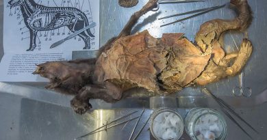 Buzul Çağı sırrı kurt midesinde saklıydı, gergedan izleri