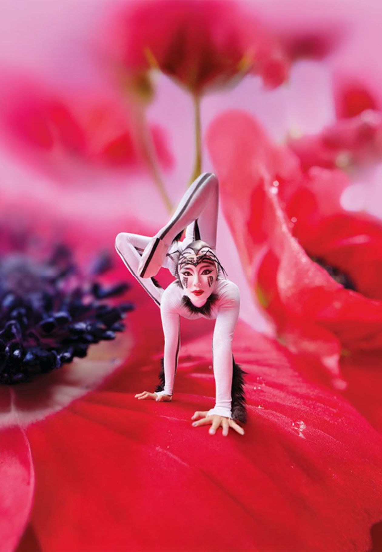 Böceklerin dünyası, akrobasiyle canlanıyor, büyüleyici gösteri!