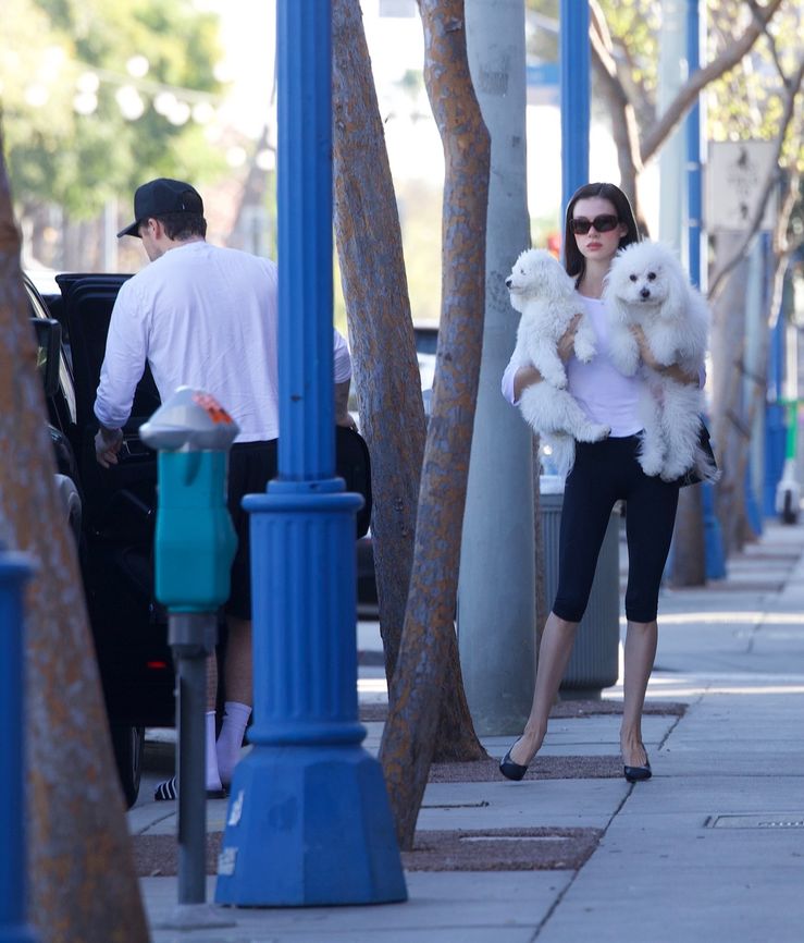 Köpekler, telaş, kucak, kapı, komik anlar, eşler