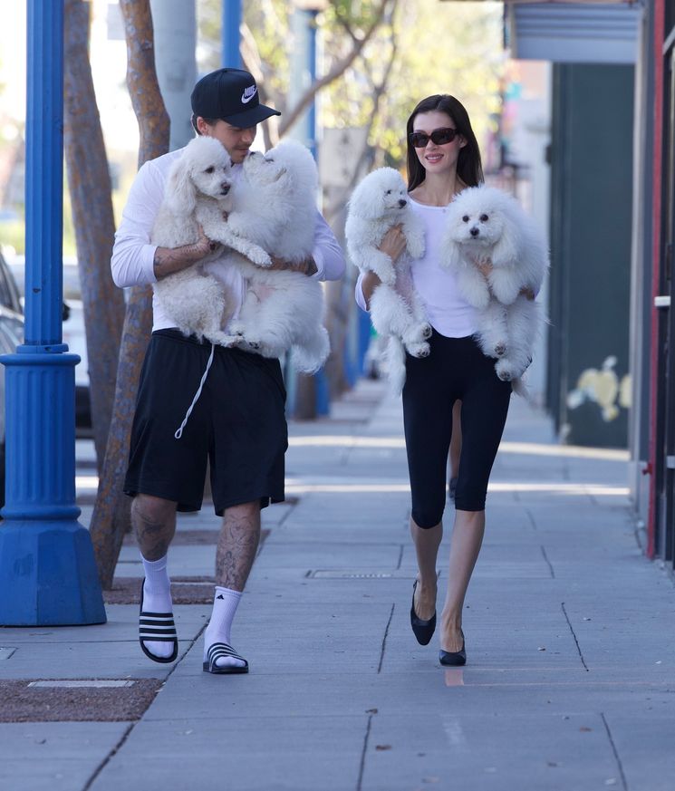 Köpekler, telaş, kucak, kapı, komik anlar, Los Angeles