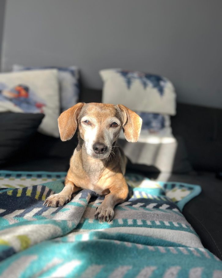 Kalbi acıdı, Sosis'e veda Sonsuz sevgiyle anıyoruz