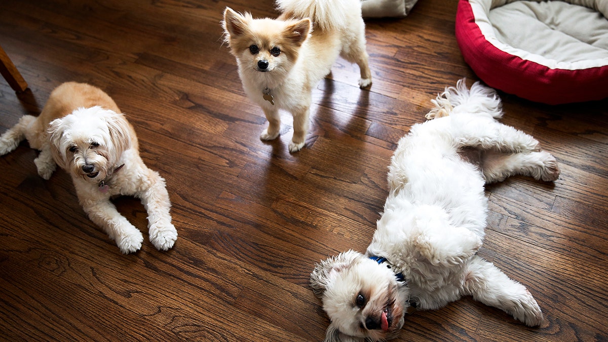 Umut ışığı: Kayıp dostlar, yapay zeka ile buluşuyor
