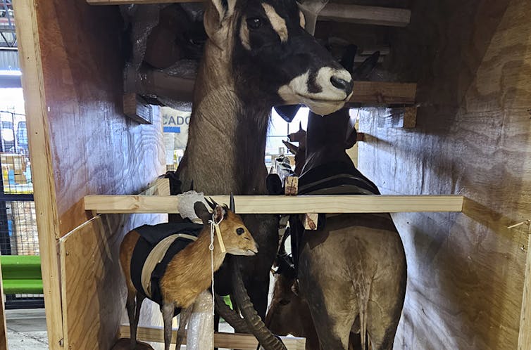 Doğanın sessiz çığlığına yapay zeka kulak veriyor