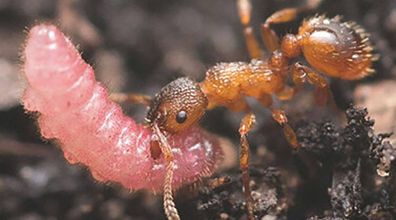 Uyumlu minikler, hayata tutunmak için dans ediyor