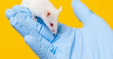 Umut doğdu, fareler iyileşti, insanlar için henüz belirsiz