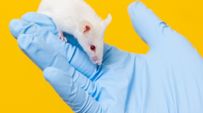 Umut doğdu, fareler iyileşti, insanlar için henüz belirsiz