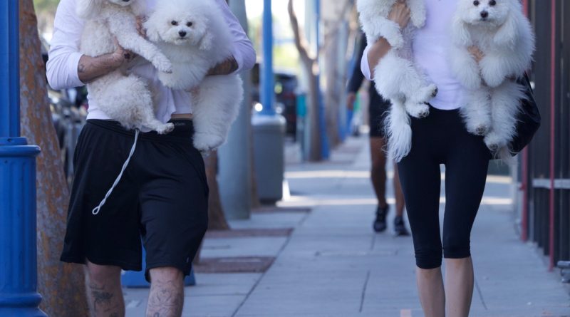 Köpekler, kucak, telaş, Los Angeles, bakım evi