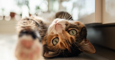 Minik dostlarımızdan umut, kanser genetiğinde ortak payda