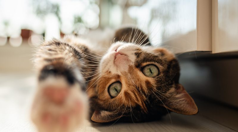 Minik dostlarımızdan umut, kanser genetiğinde ortak payda