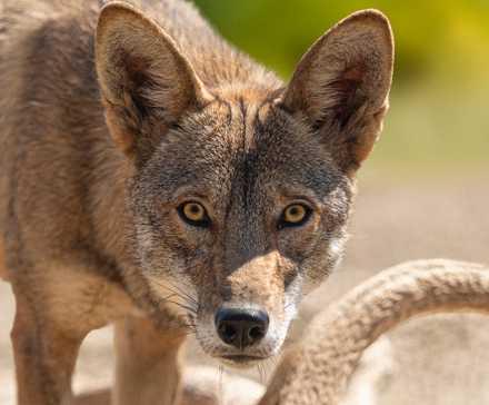 Yaşamın sigortası: Dubai'de genetik miras korunuyor