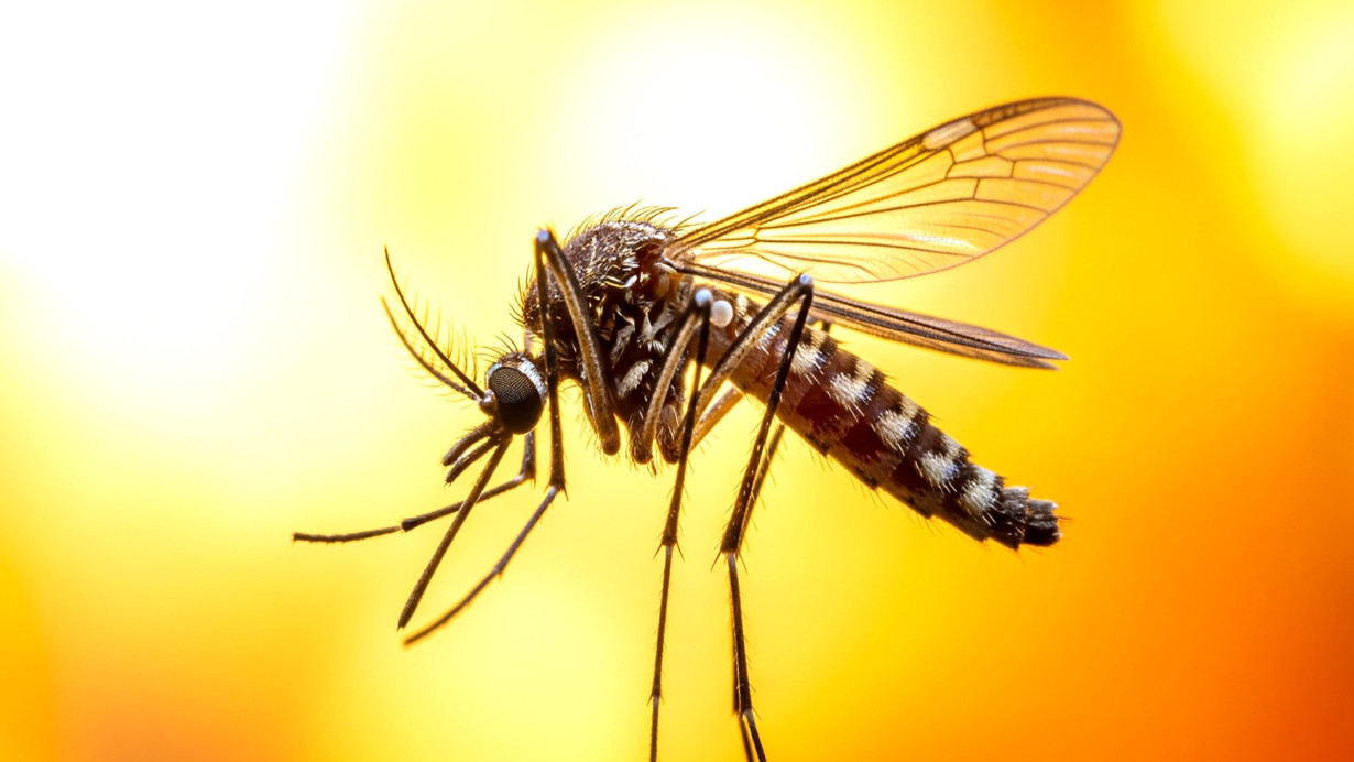 Cilt kokusu, karbonhidratlar: Sivrisinekler seçiyor!