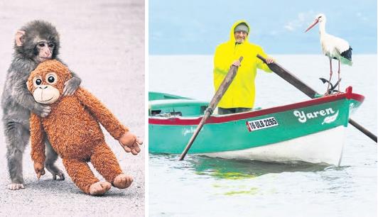 Leylek umut getirirken, içimizde buruk sevinçler