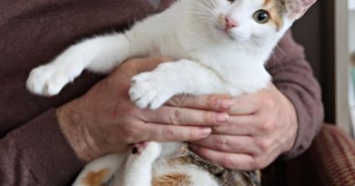 Evcil dostlar için duman zehri, sağlığı tehdit ediyor