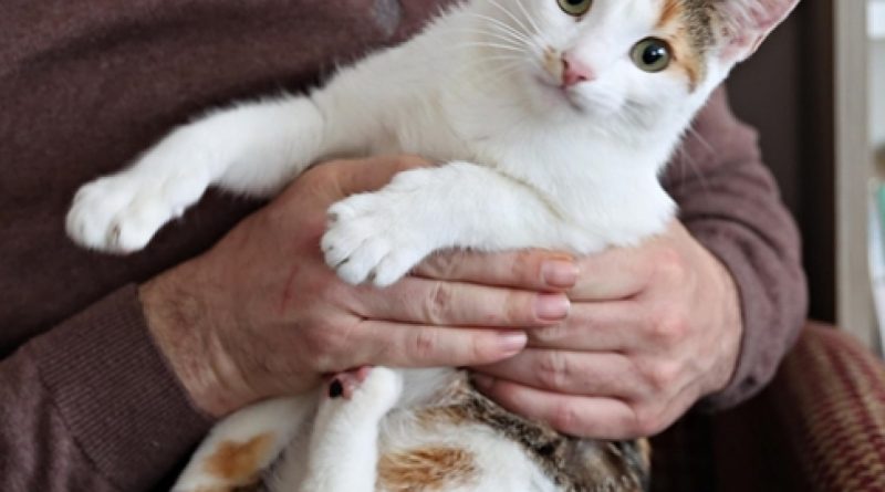 Evcil dostlar için duman zehri, sağlığı tehdit ediyor