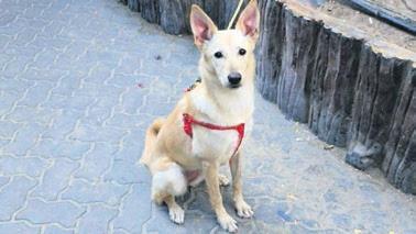 Oscar heyecanı, sözler ve yankılar arasında