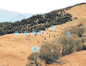 Akıllı tasmalarla sürü yönetimi, maliyetleri azaltacak çözüm