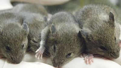 Roma'nın gizli silahı Pompei'de gün yüzüne çıktı