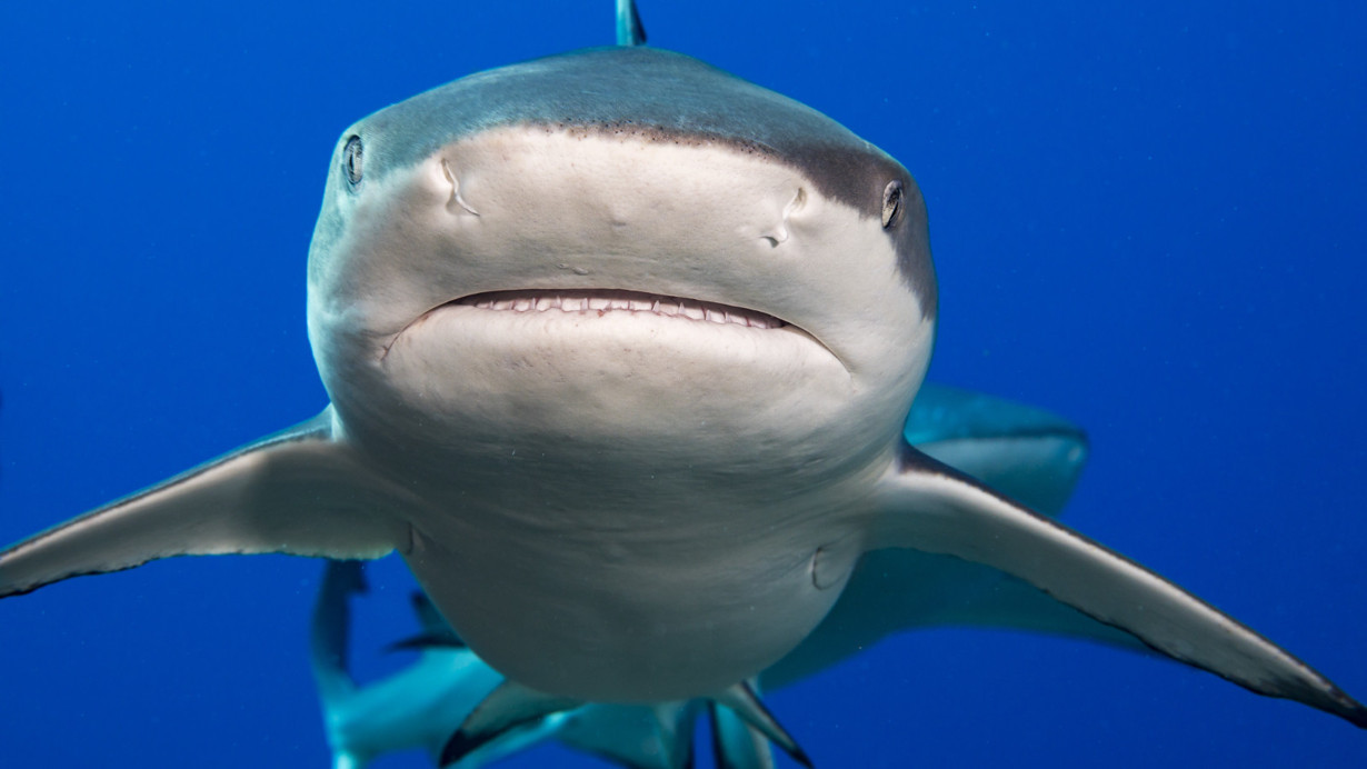 Denizlerin derinliklerindeki kirli izler, yaşamı tehdit ediyor