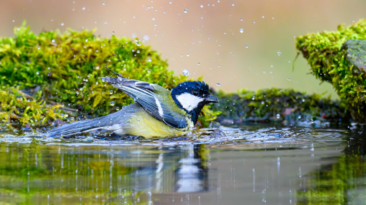 Kuşlar, sigara izmaritleriyle yuvalarını koruyor, akıllı çözüm!