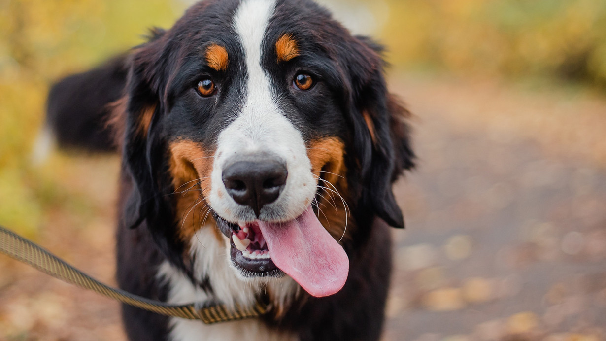 Anadolu'nun derinliklerinden yükselen 16 bin yıllık dostluk