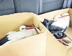 Vicdan daralttı, caniler kol geziyor