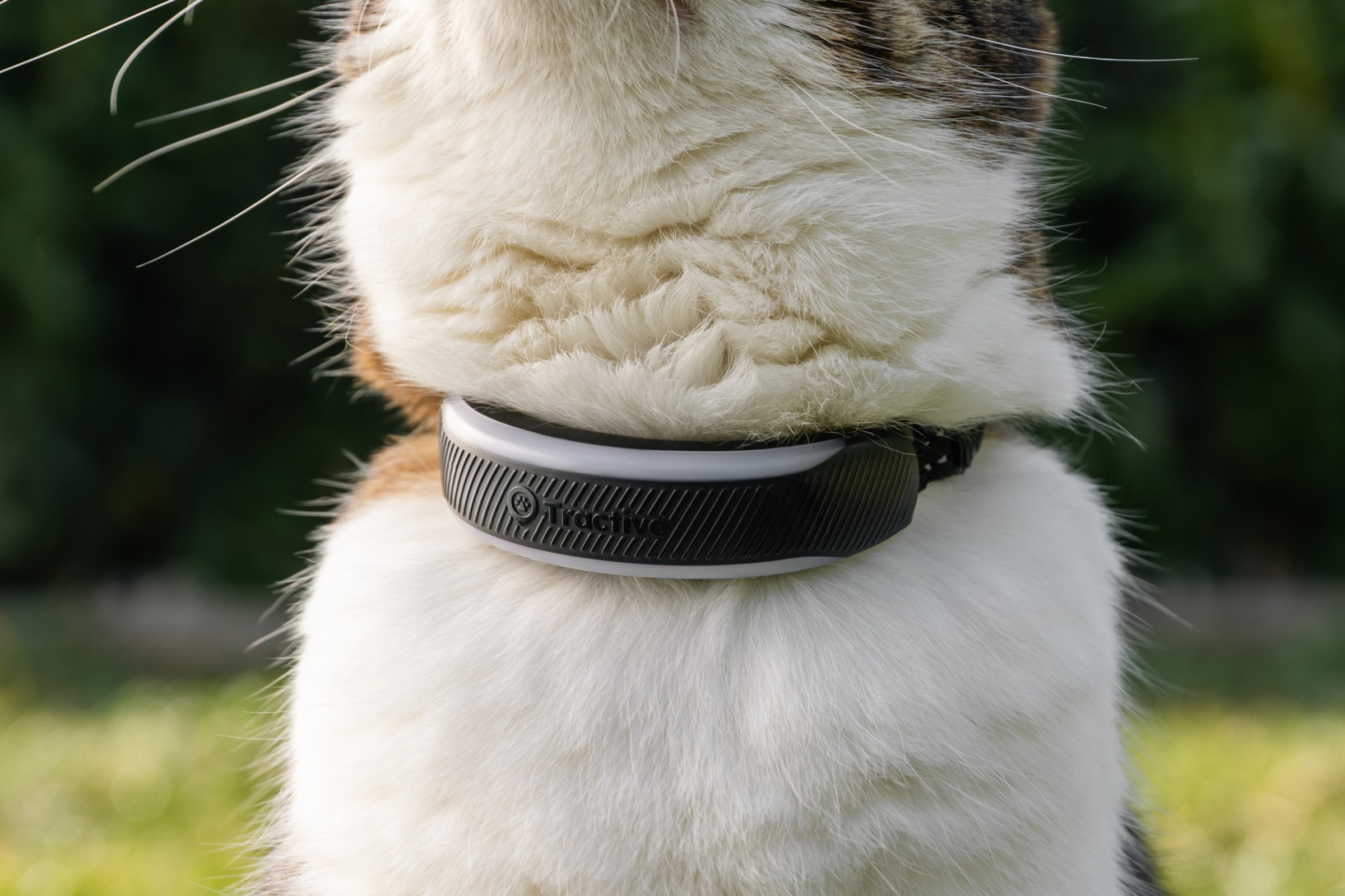 Kedinin huzuru, sahibinin bilgisi, mutluluk katları