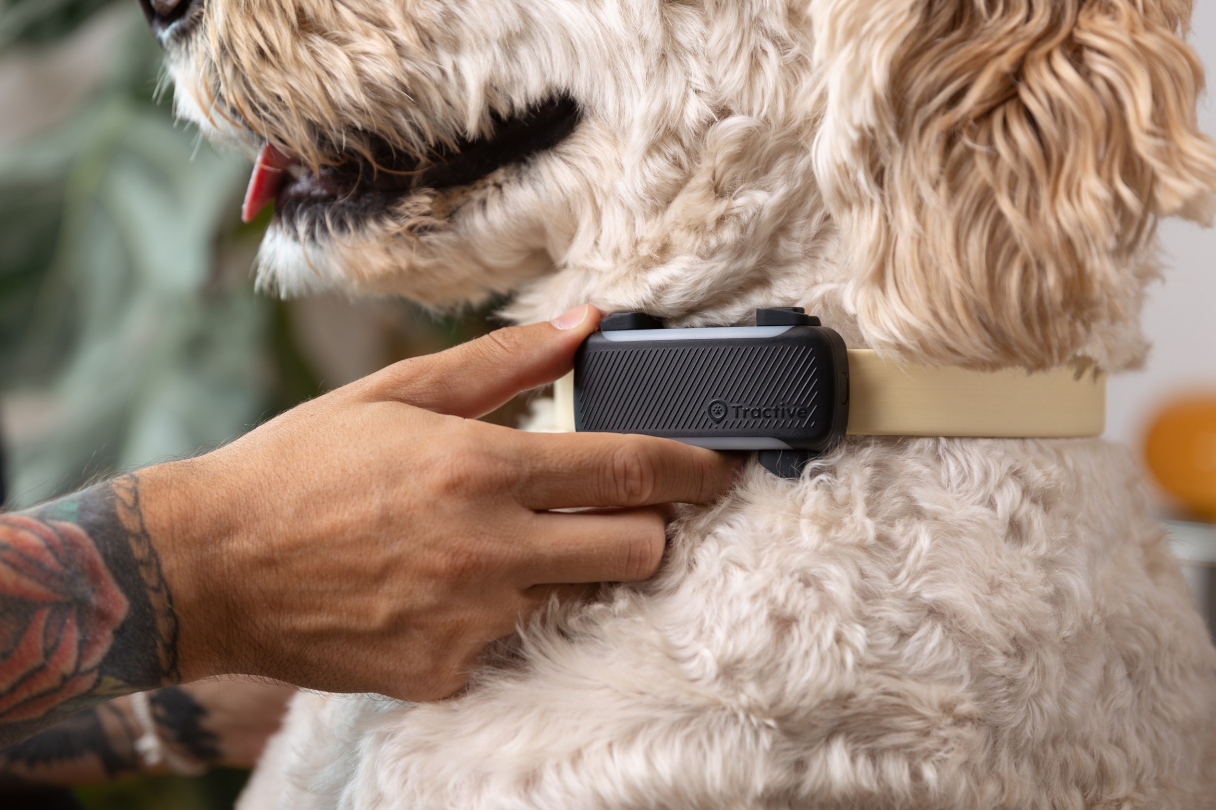 Kedinin mutluluğu, sahibine huzur verir